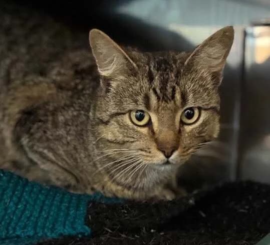 John - Domestic Short Hair cat available for adoption at SPCA New Zealand in Whangarei