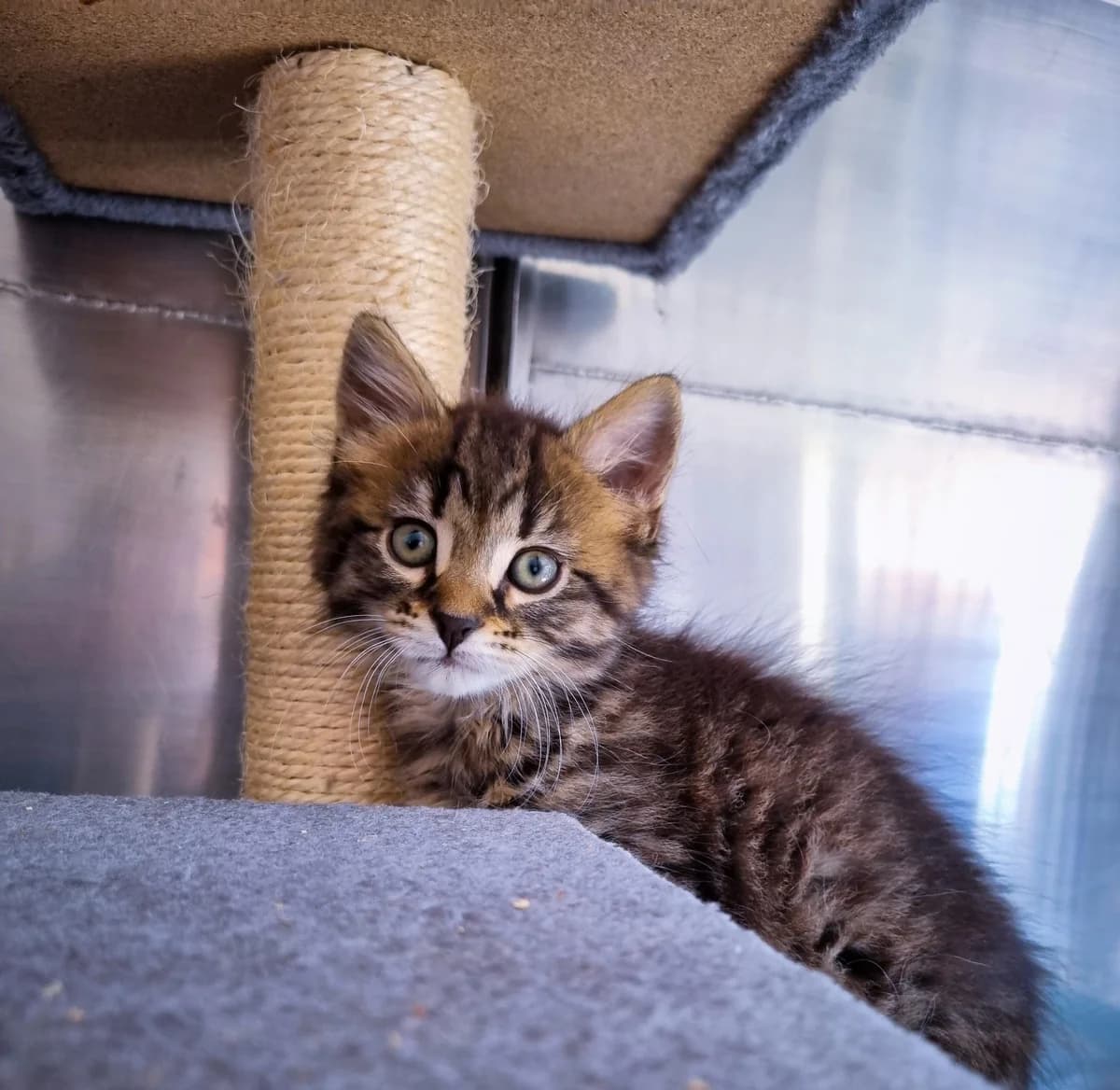 Shrimp - Domestic Short Hair cat available for adoption in Gisborne