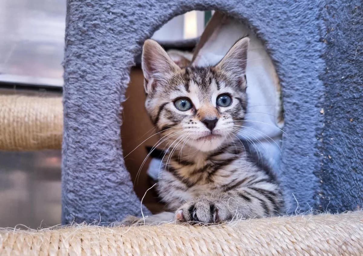 Squid - Domestic Short Hair cat available for adoption in Gisborne