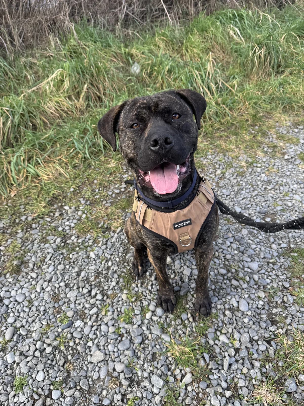 Bucket - Mixed Breed available for adoption in Christchurch