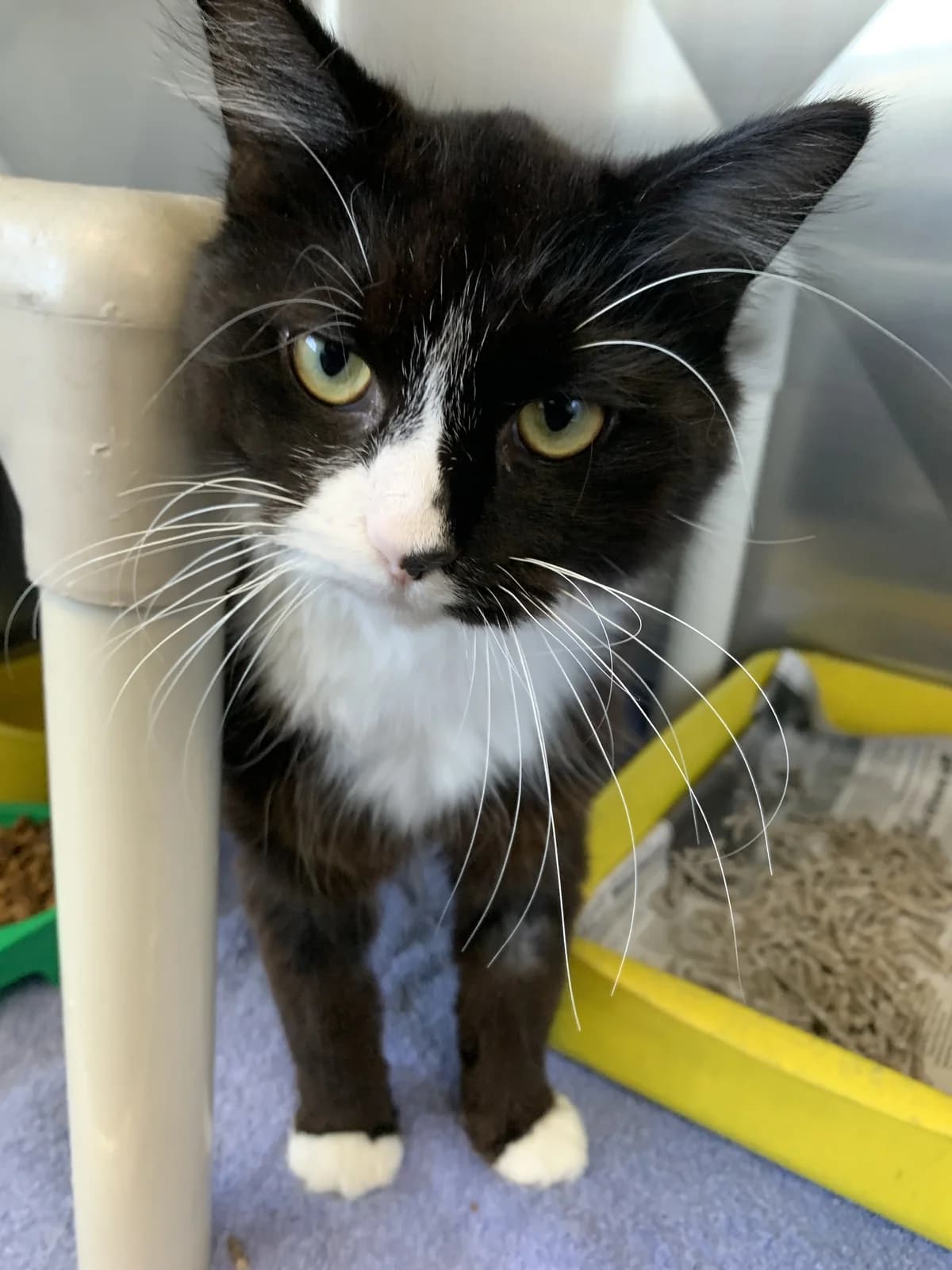 Dawson - Domestic Medium Hair cat available for adoption in Auckland