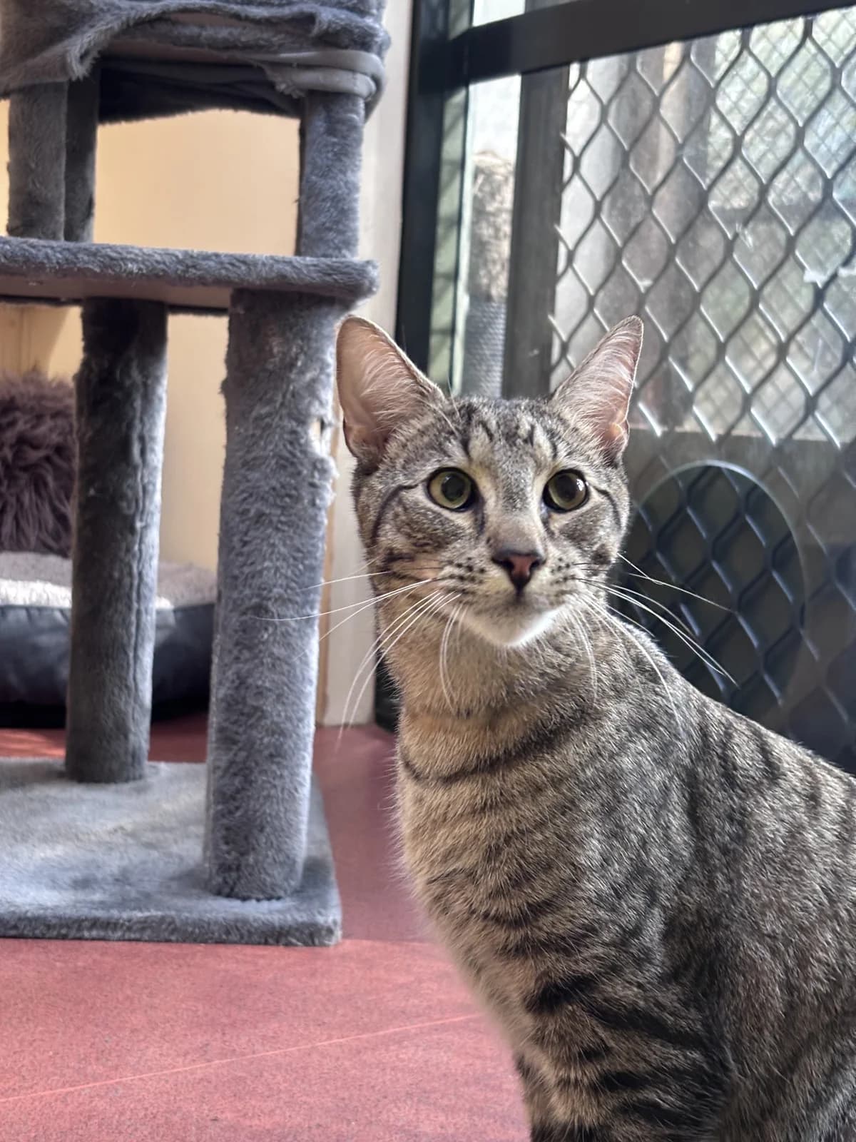 Mustang - Domestic Short Hair cat available for adoption in Dunedin
