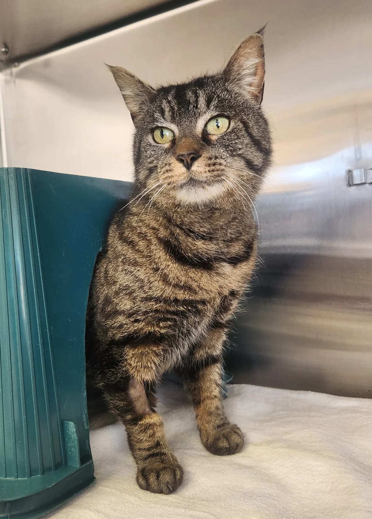 Gwenda - Domestic Short Hair cat available for adoption in Christchurch