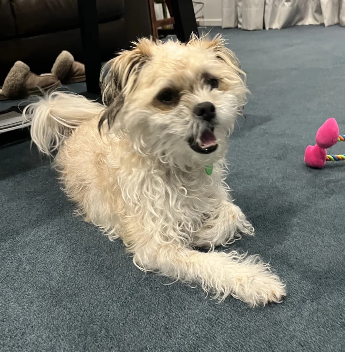 Scooby - Mixed Breed available for adoption in Thames