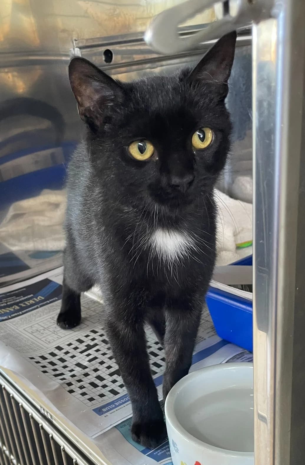 Rex - Domestic Short Hair cat available for adoption in Taupo