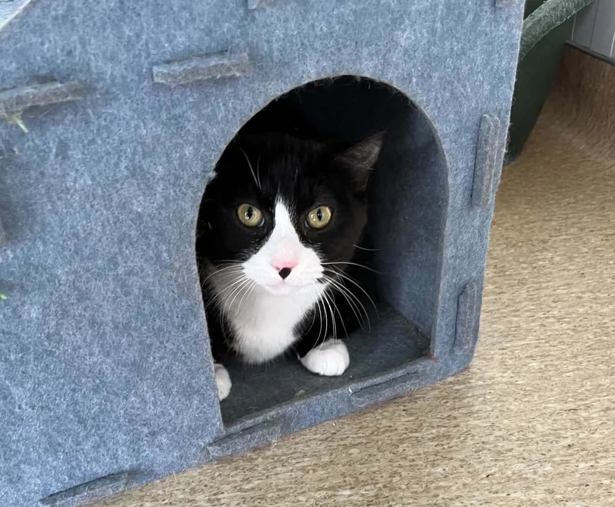 Socks - Domestic Short Hair cat available for adoption in Taupo