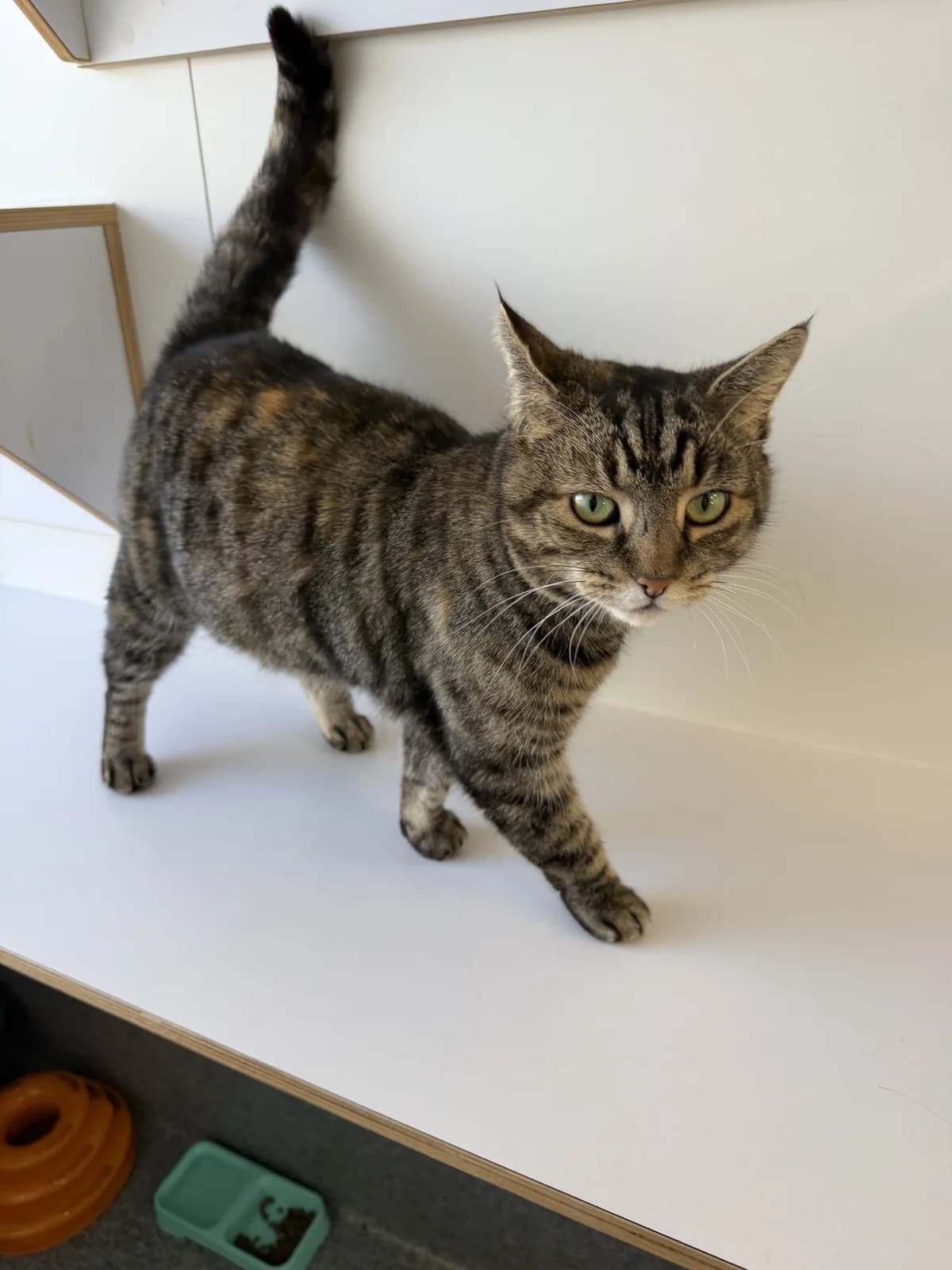 Flossy - Domestic Short Hair cat available for adoption in Tauranga