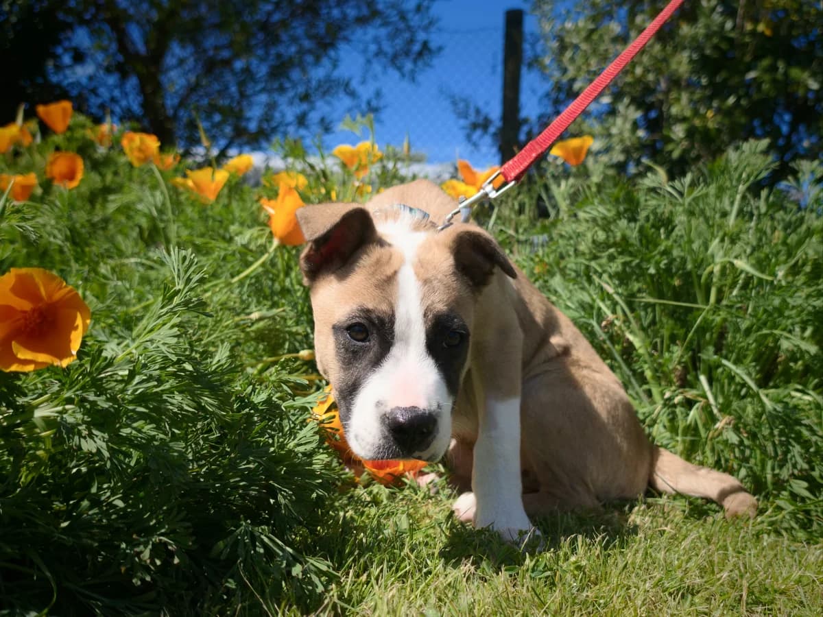 Benny - Mixed Breed available for adoption in Renwick