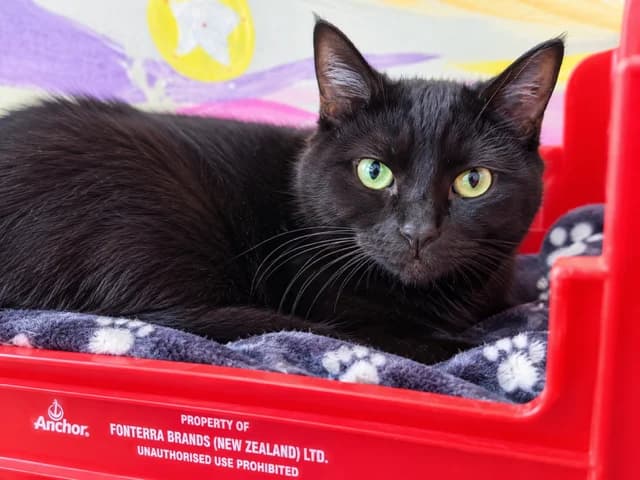 Reba - Domestic Short Hair cat available for adoption in Taupo