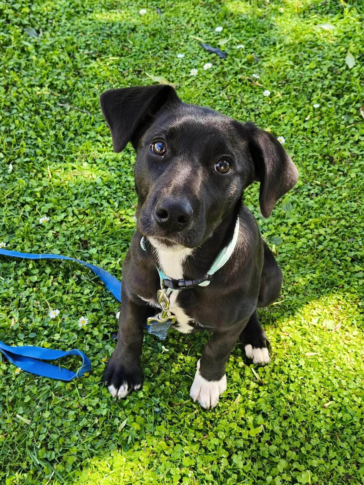 Bonnie - Mixed Breed available for adoption in New Plymouth