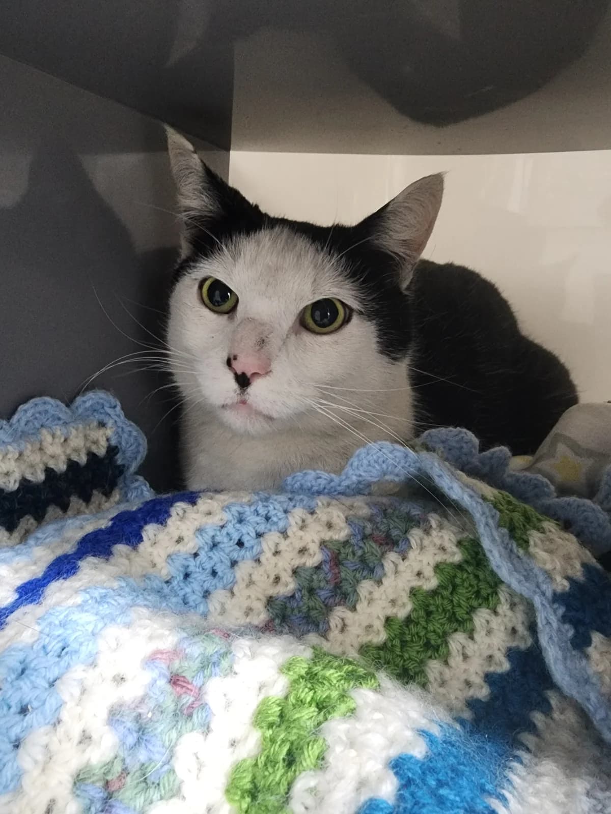 Benji - Domestic Short Hair cat available for adoption in Hastings