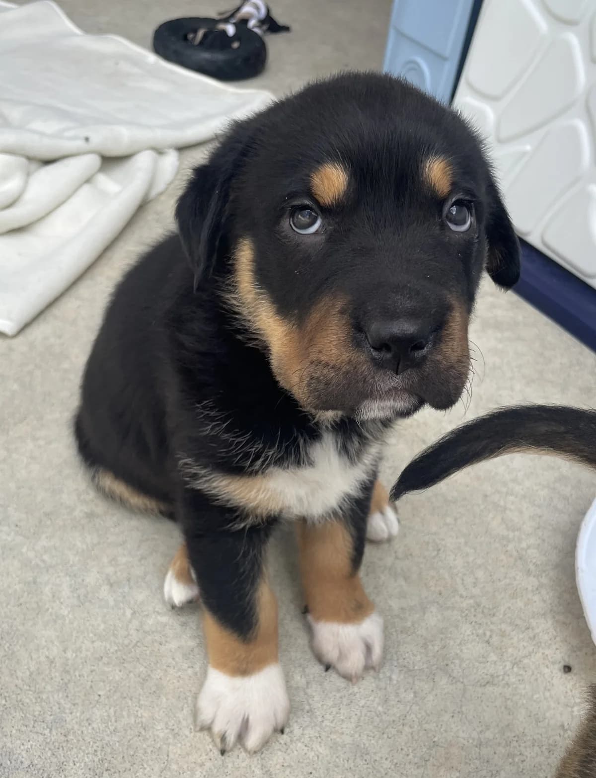Hana - Mixed Breed available for adoption in Whakatane