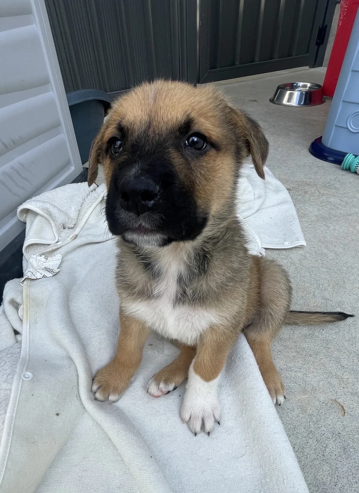 Nikko - Mixed Breed available for adoption in Whakatane