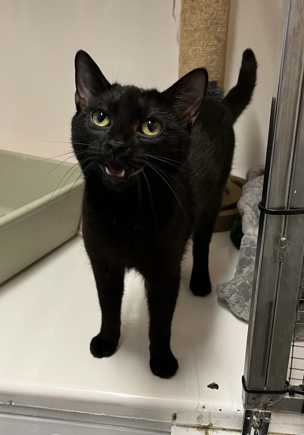 Octavia - Domestic Short Hair cat available for adoption in Thames