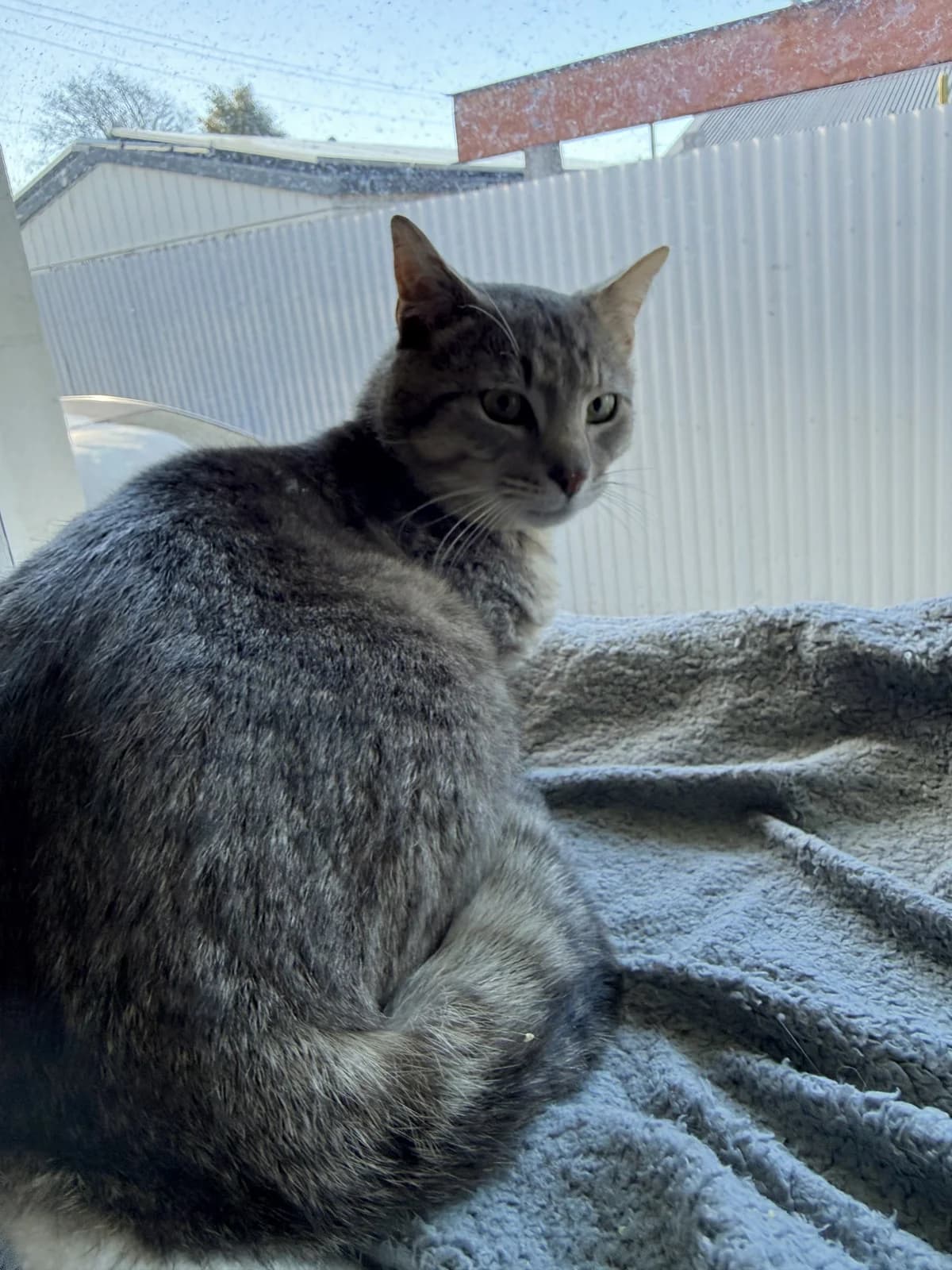 Turnip - Domestic Short Hair cat available for adoption in Christchurch