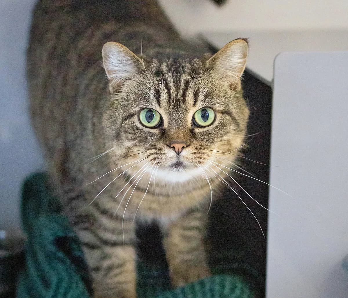 Ottis - Persian cat available for adoption in Whanganui