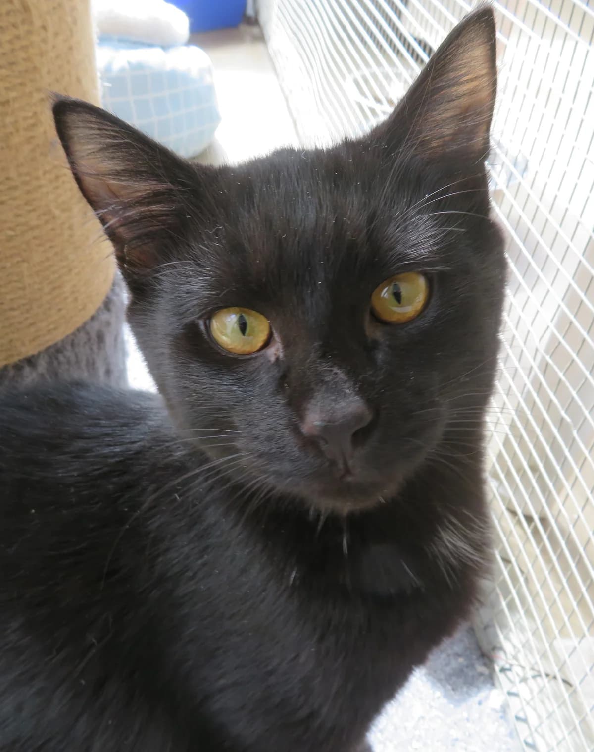 Benton - Domestic Short Hair cat available for adoption in Whakatane