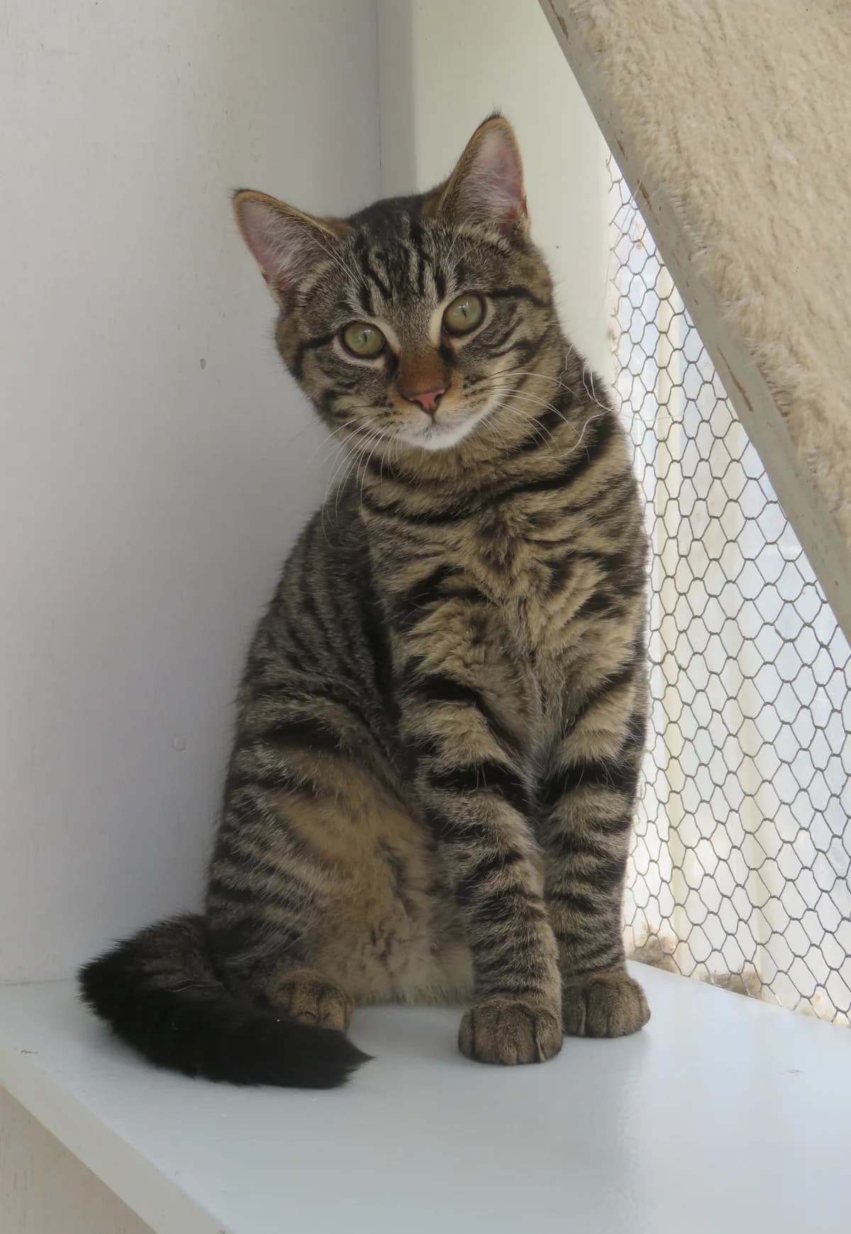 Kashmir - Domestic Short Hair cat available for adoption in Whakatane