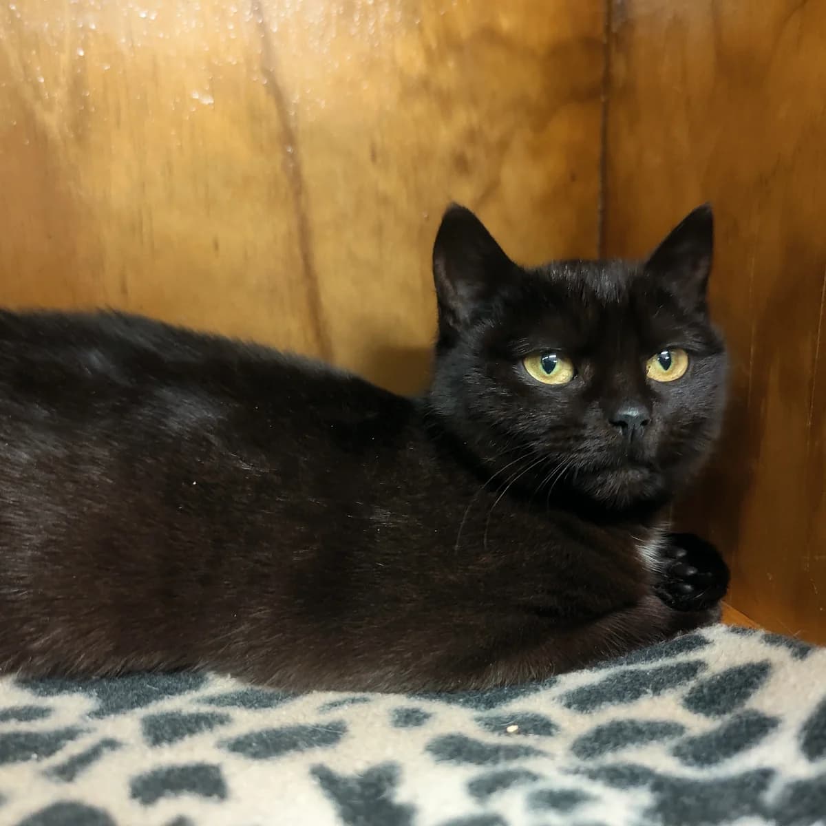 Totoro - Domestic Short Hair cat available for adoption at SPCA New Zealand in Greymouth
