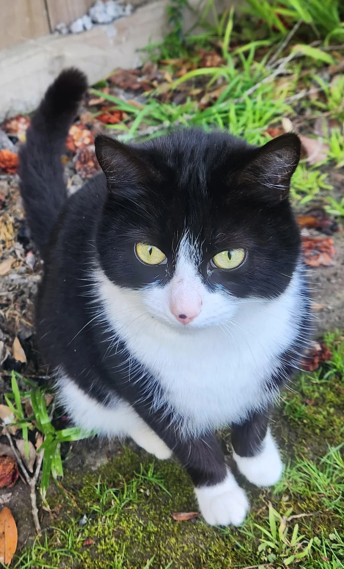 Dot - Domestic Short Hair cat available for adoption at SPCA New Zealand in Whakatāne