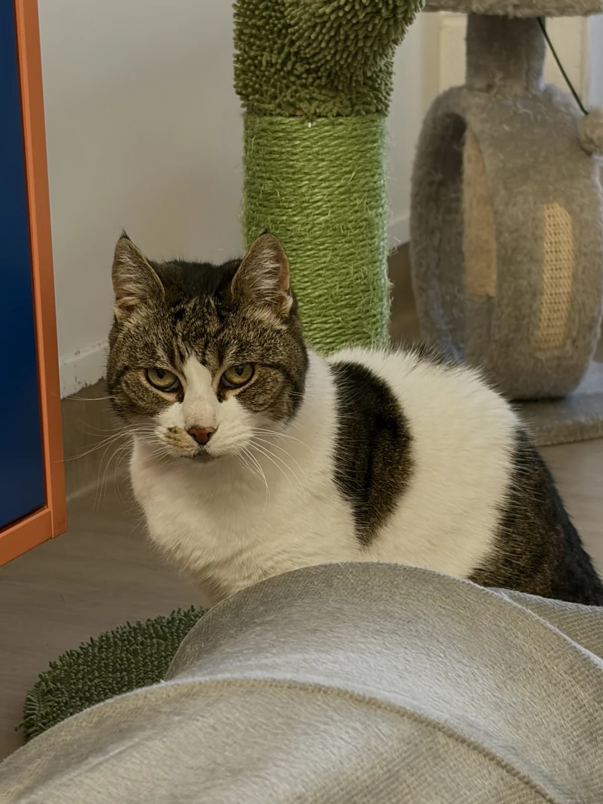 Ruby - Domestic Short Hair cat available for adoption at SPCA New Zealand in Napier