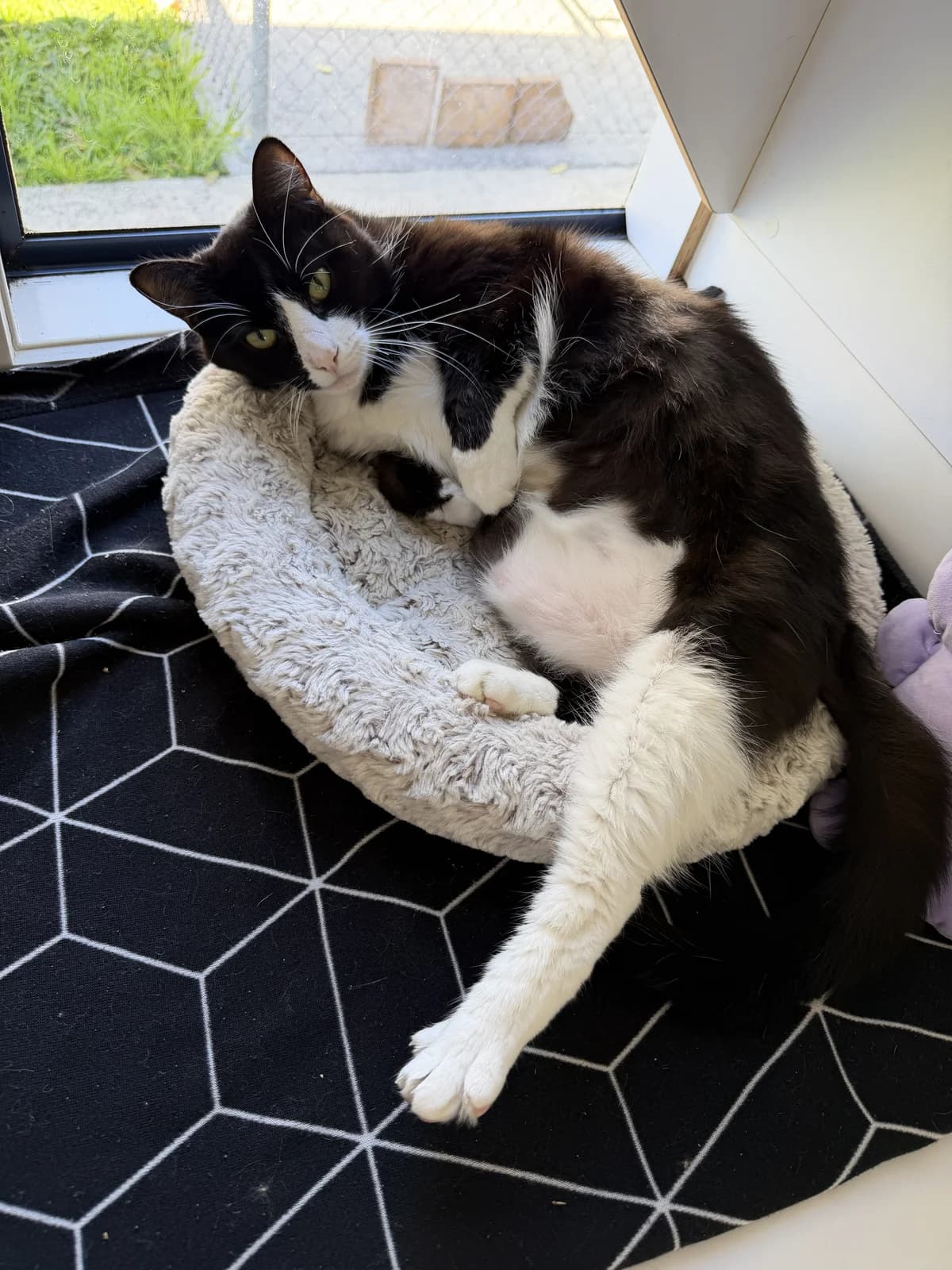 Tipsy - Domestic Short Hair cat available for adoption at SPCA New Zealand in Tauranga