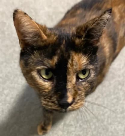 Rani - Domestic Short Hair cat available for adoption at SPCA New Zealand in Auckland
