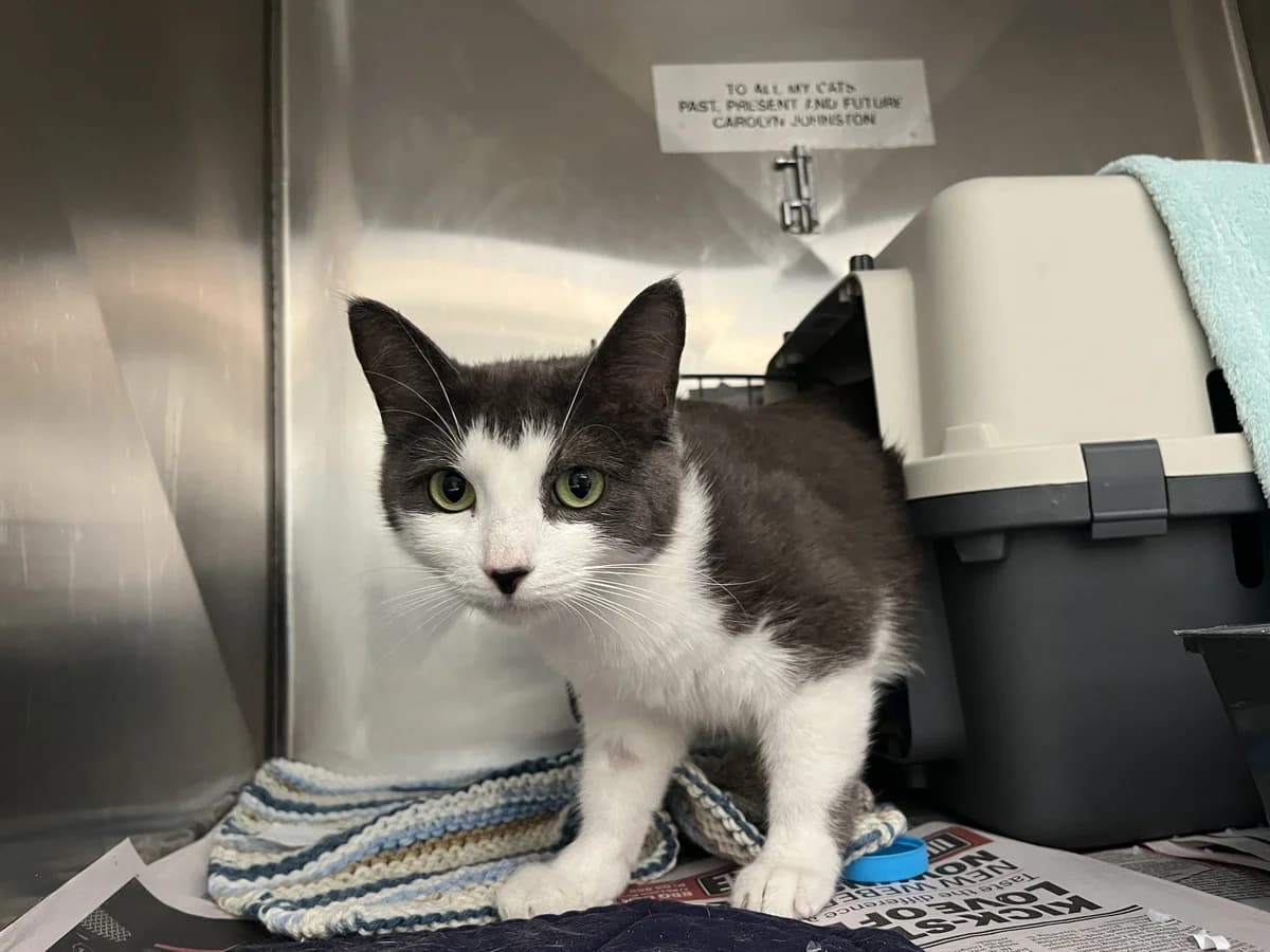 Winifred - Domestic Short Hair cat available for adoption at SPCA New Zealand in Auckland