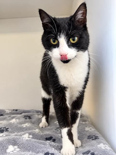 Parker - Domestic Short Hair cat available for adoption at SPCA New Zealand in Taupō