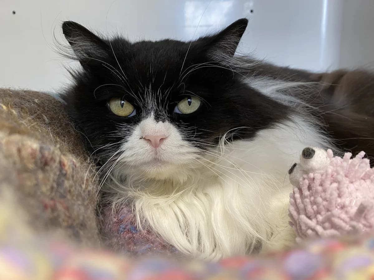 Kora - Domestic Longhair cat available for adoption at SPCA New Zealand in Dunedin