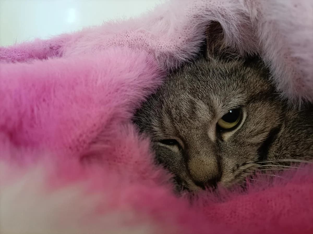 Tuatea - Domestic Short Hair cat available for adoption at SPCA New Zealand in Dunedin