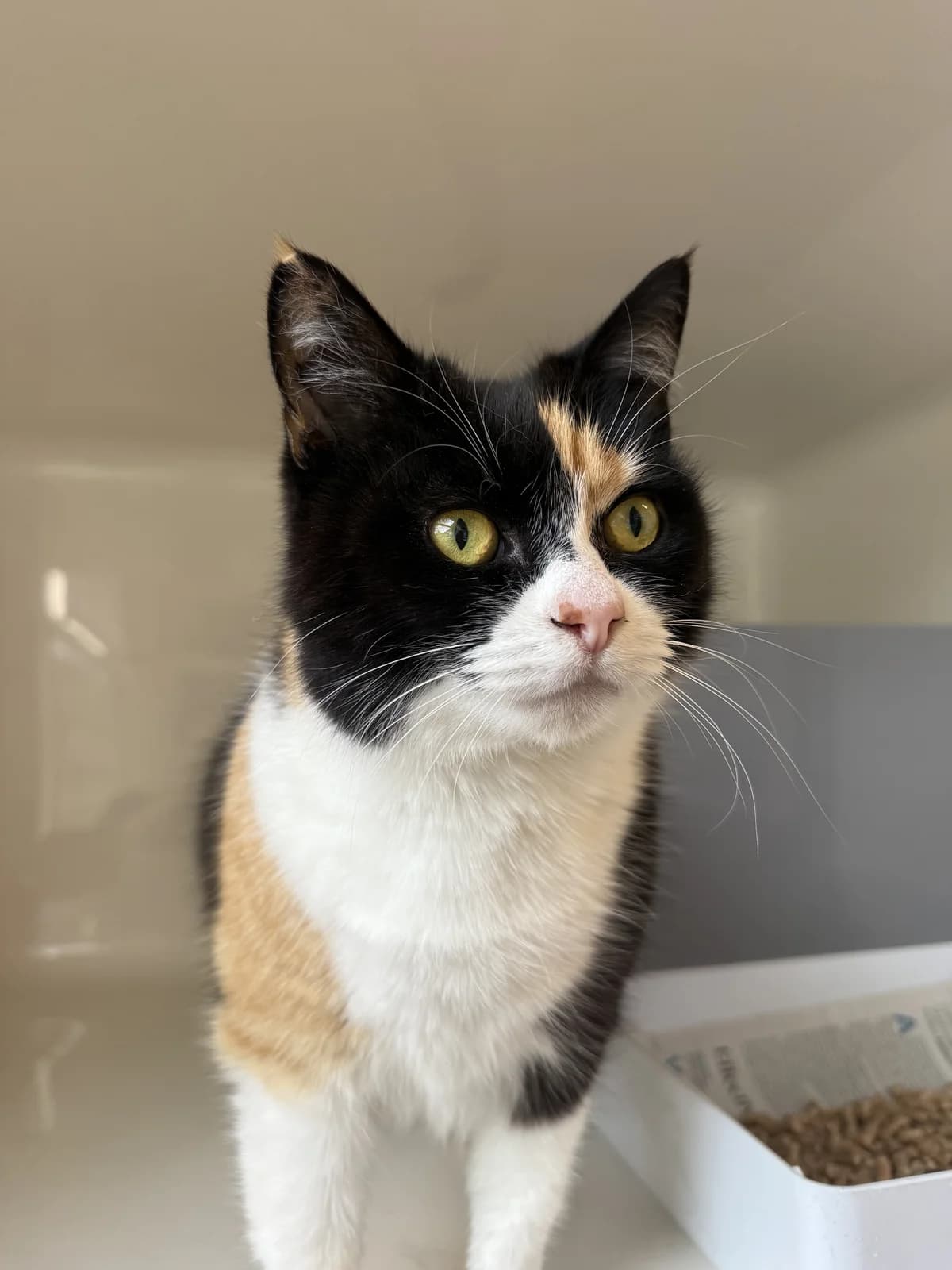 Shine - Domestic Short Hair cat available for adoption at SPCA New Zealand in Palmerston North