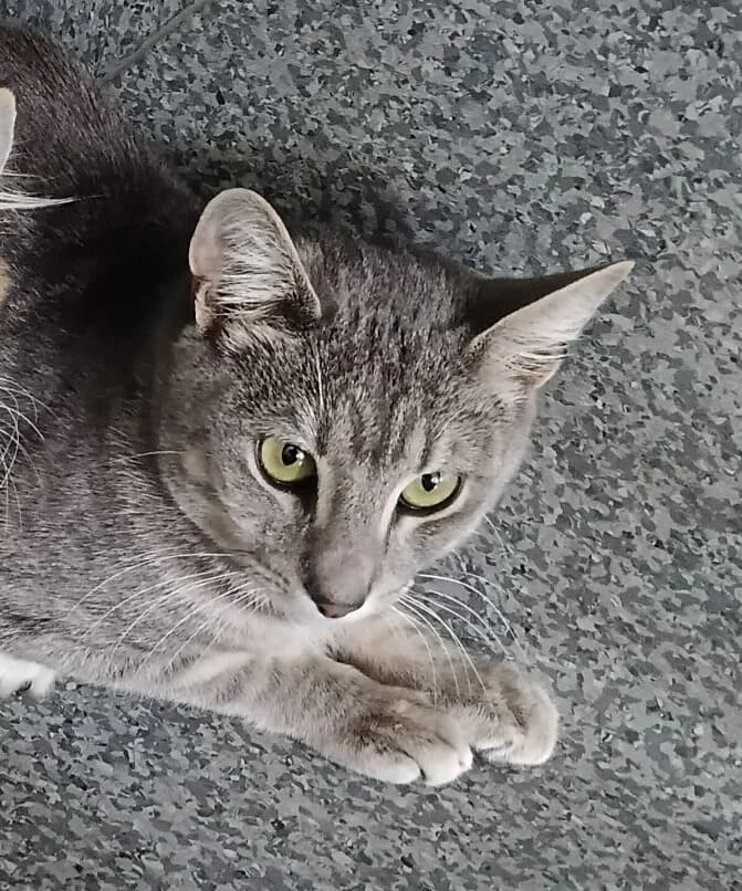 Soda - Domestic Short Hair cat available for adoption at SPCA New Zealand in Tauranga