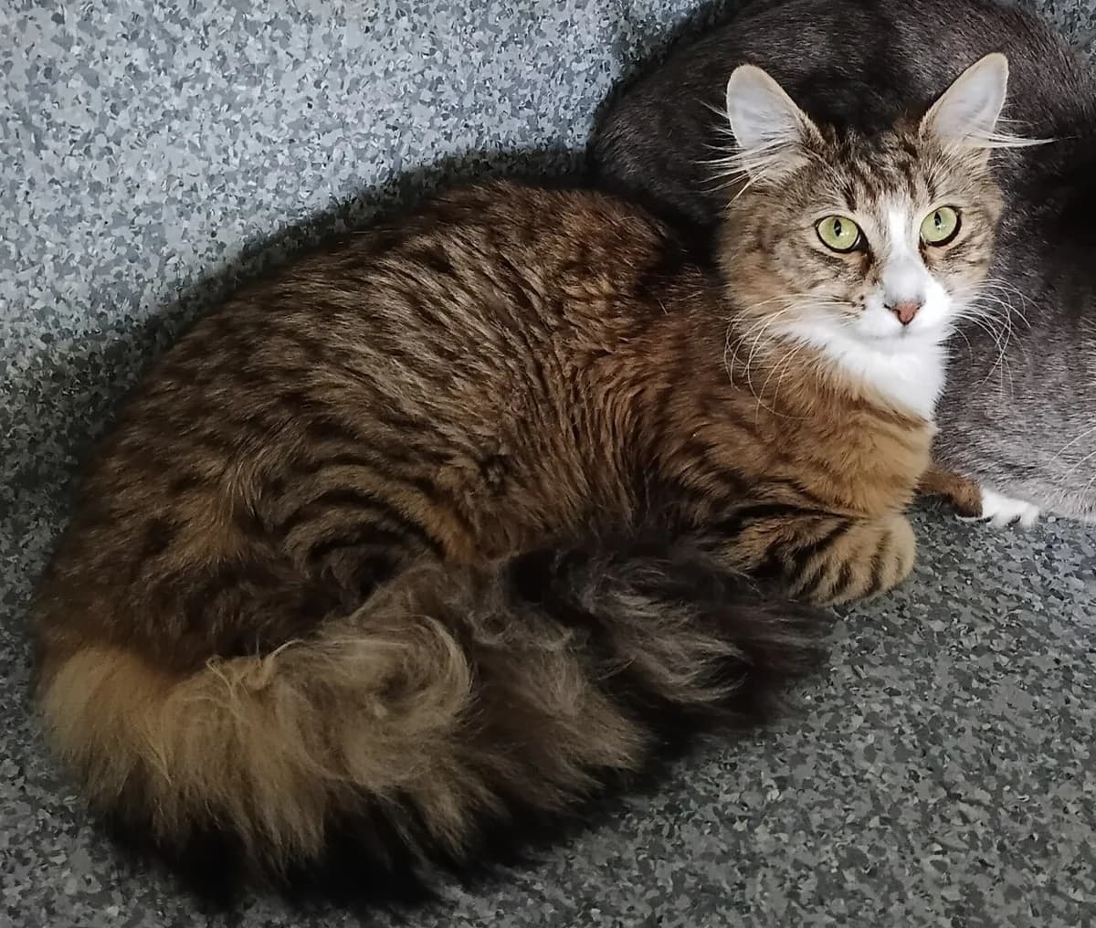 Floof - Domestic Medium Hair cat available for adoption in Tauranga