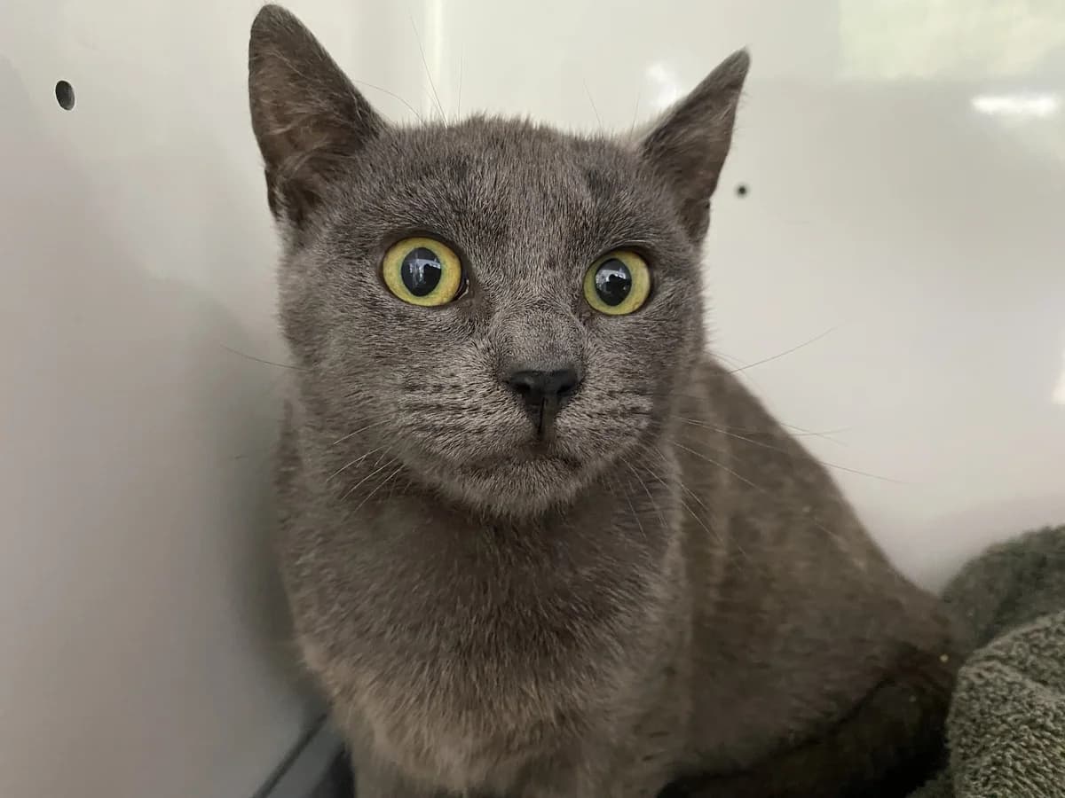 Rhonda - Domestic Short Hair cat available for adoption at SPCA New Zealand in Dunedin