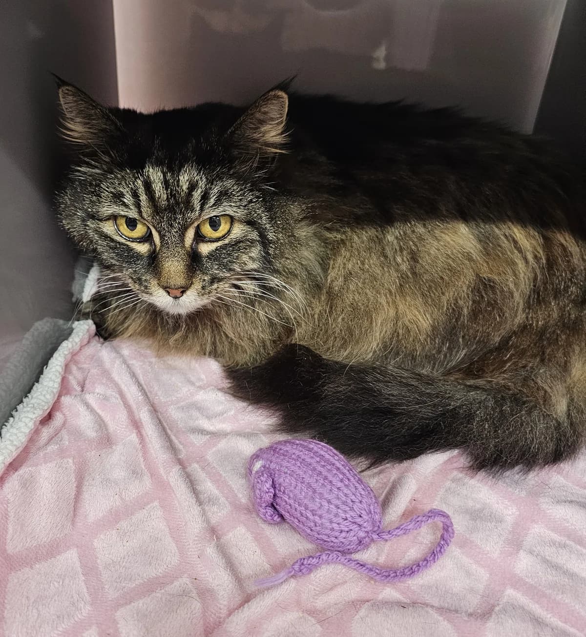 Katz - Domestic Medium Hair cat available for adoption at SPCA New Zealand in Levin