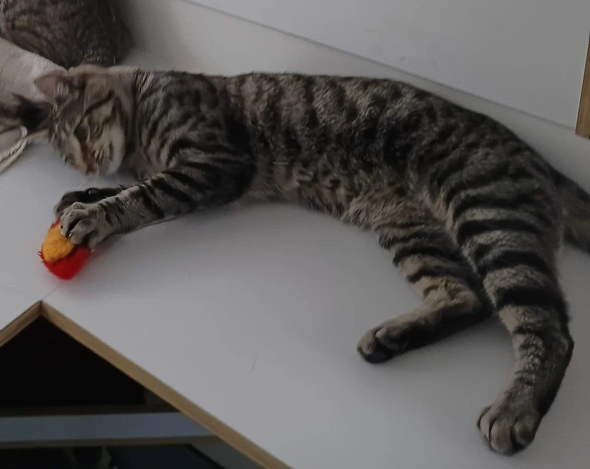 Pancake - Domestic Short Hair cat available for adoption in Tauranga