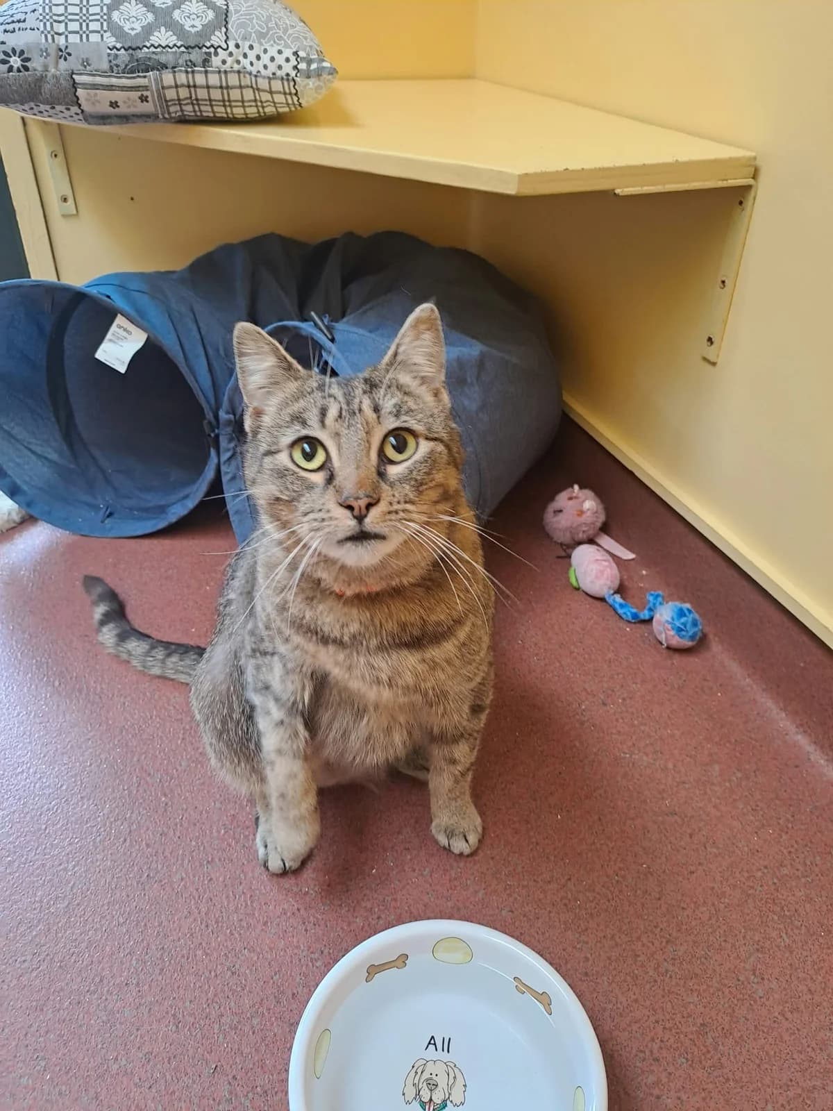 Biscuit - Domestic Short Hair cat available for adoption at SPCA New Zealand in Dunedin