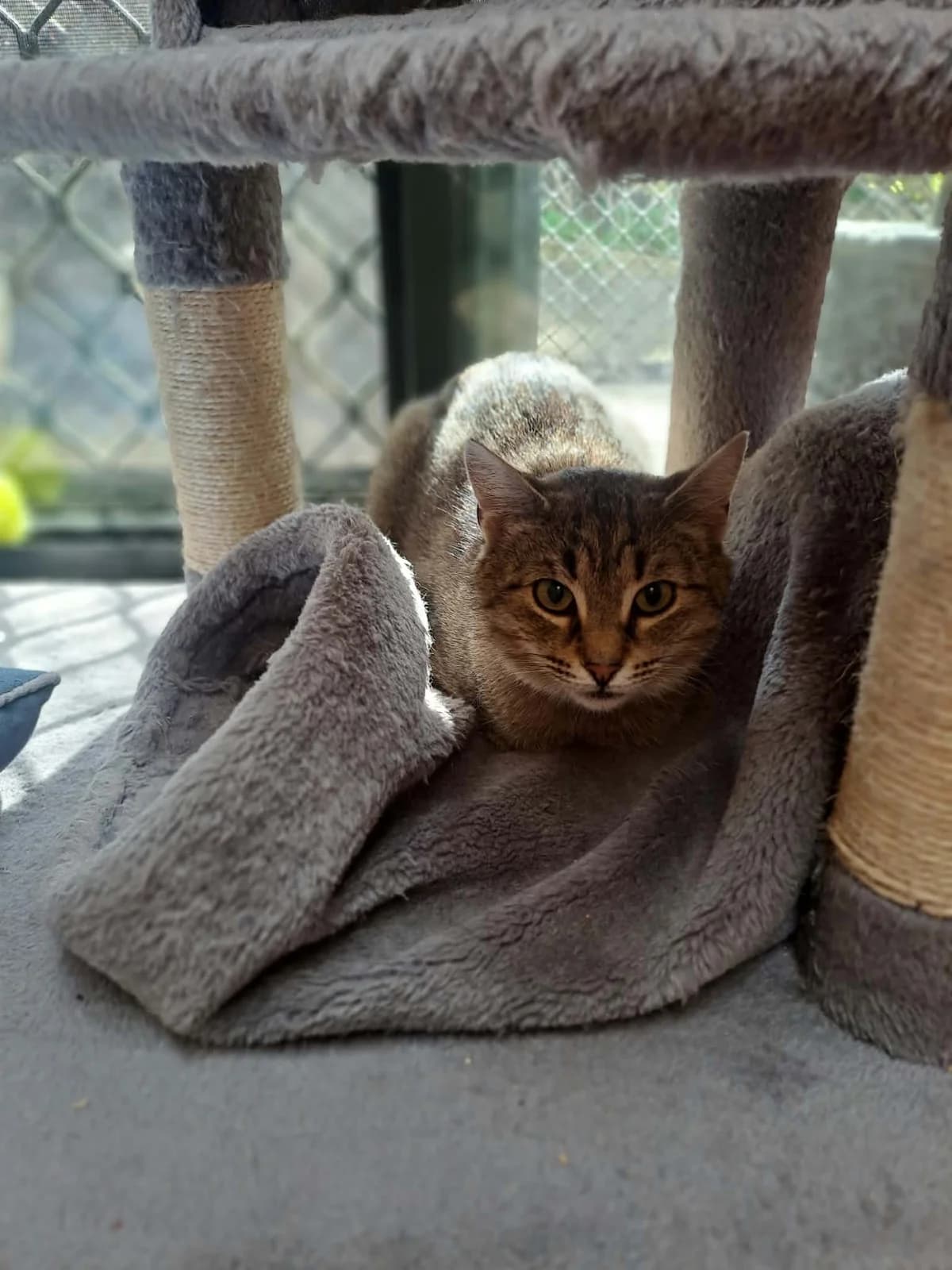 Muffin - Domestic Short Hair cat available for adoption at SPCA New Zealand in Dunedin