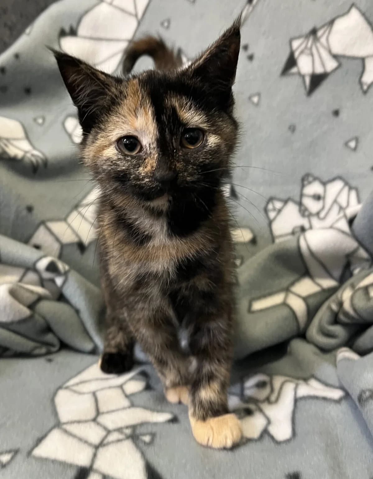 Rarity - Domestic Short Hair cat available for adoption at SPCA New Zealand in Hamilton