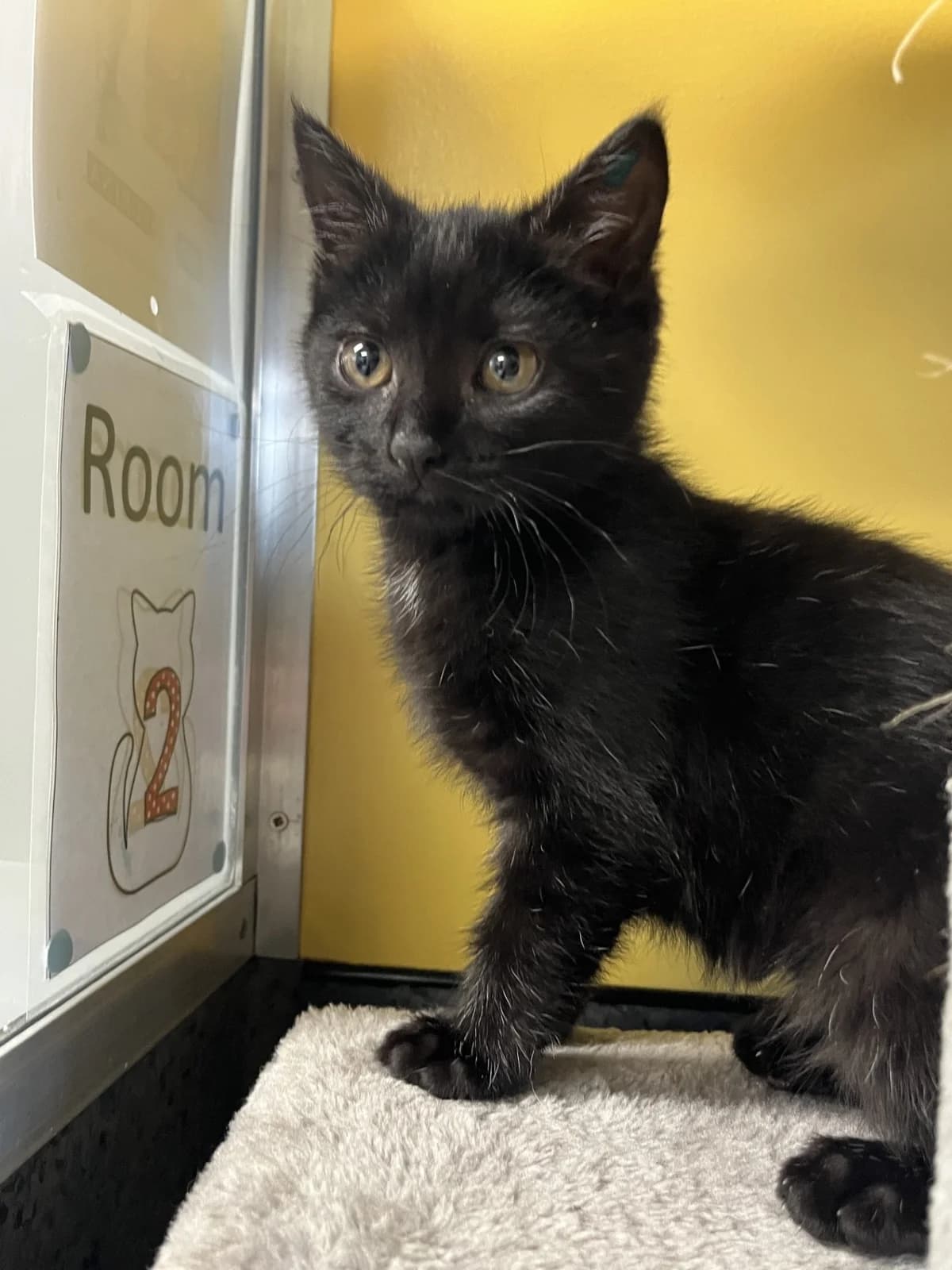 Pinkie Pie - Domestic Short Hair cat available for adoption at SPCA New Zealand in Hamilton