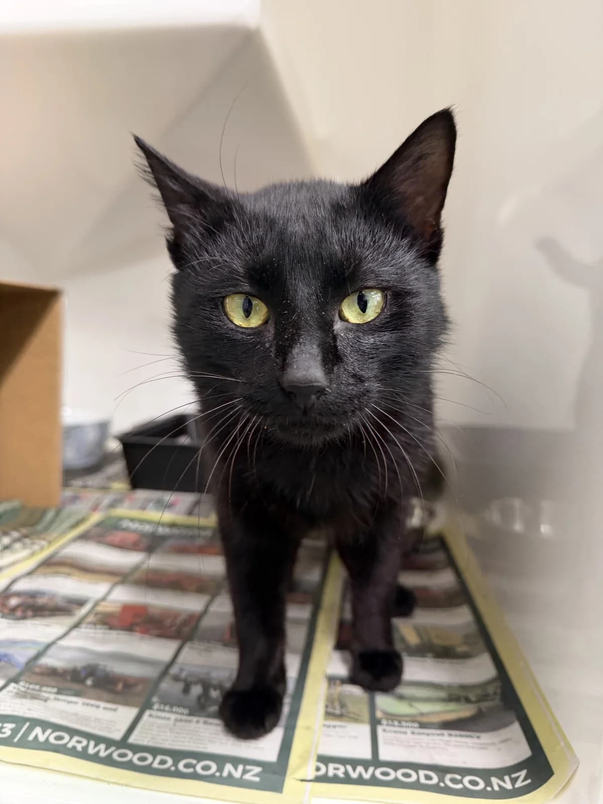 Chad - Domestic Short Hair cat available for adoption at SPCA New Zealand in Hamilton