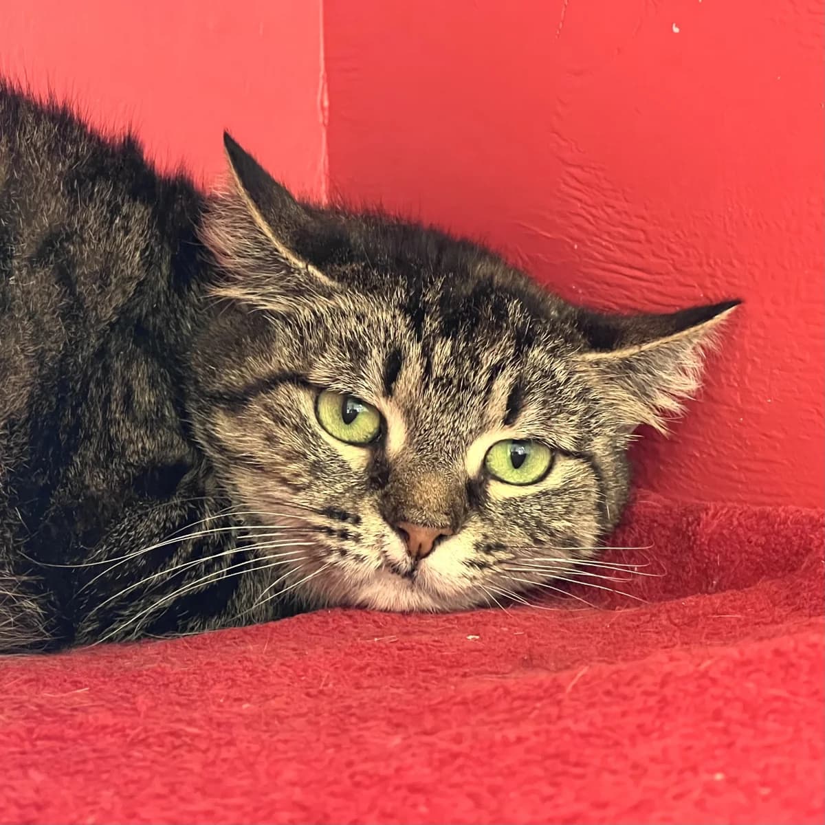 Kiki - Domestic Short Hair cat available for adoption at SPCA New Zealand in Whanganui
