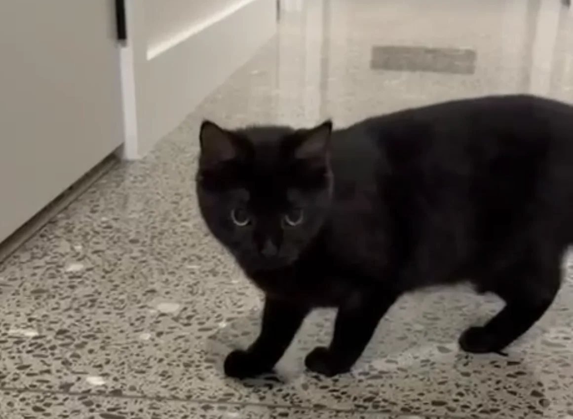Dobby - Domestic Short Hair cat available for adoption at SPCA New Zealand in Taupō