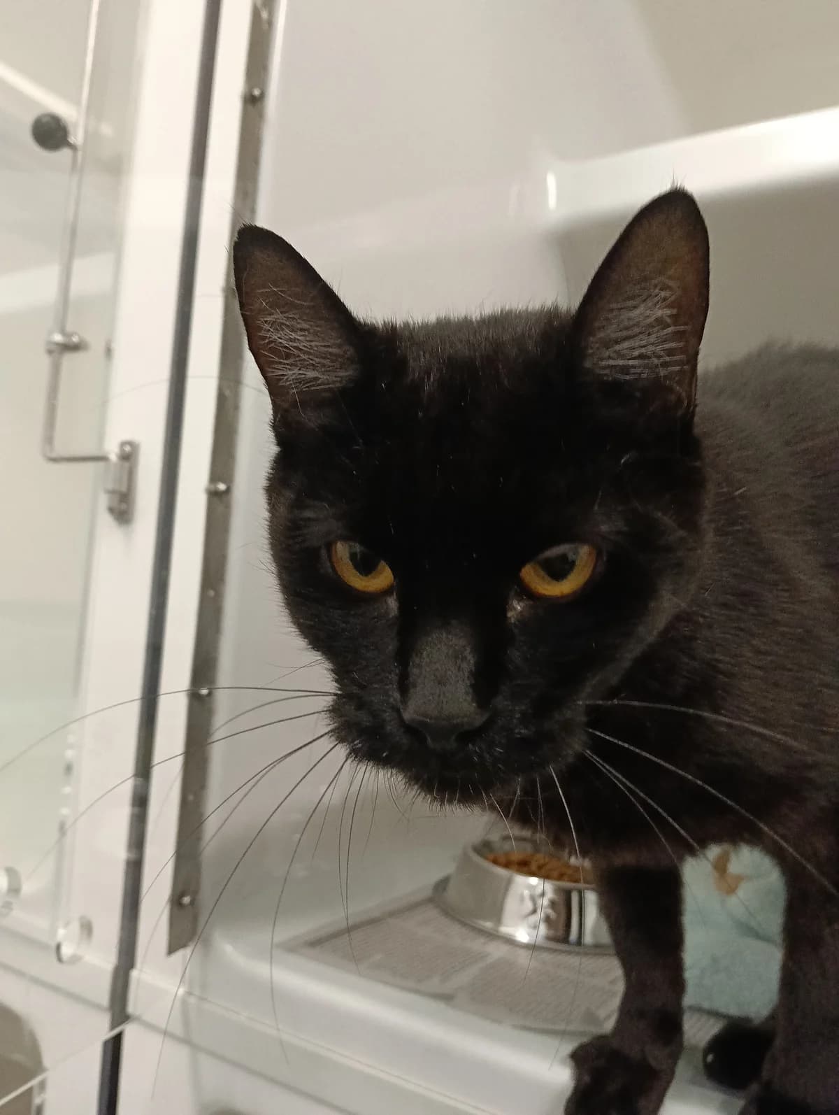 Emma - Domestic Short Hair cat available for adoption at SPCA New Zealand in Hamilton