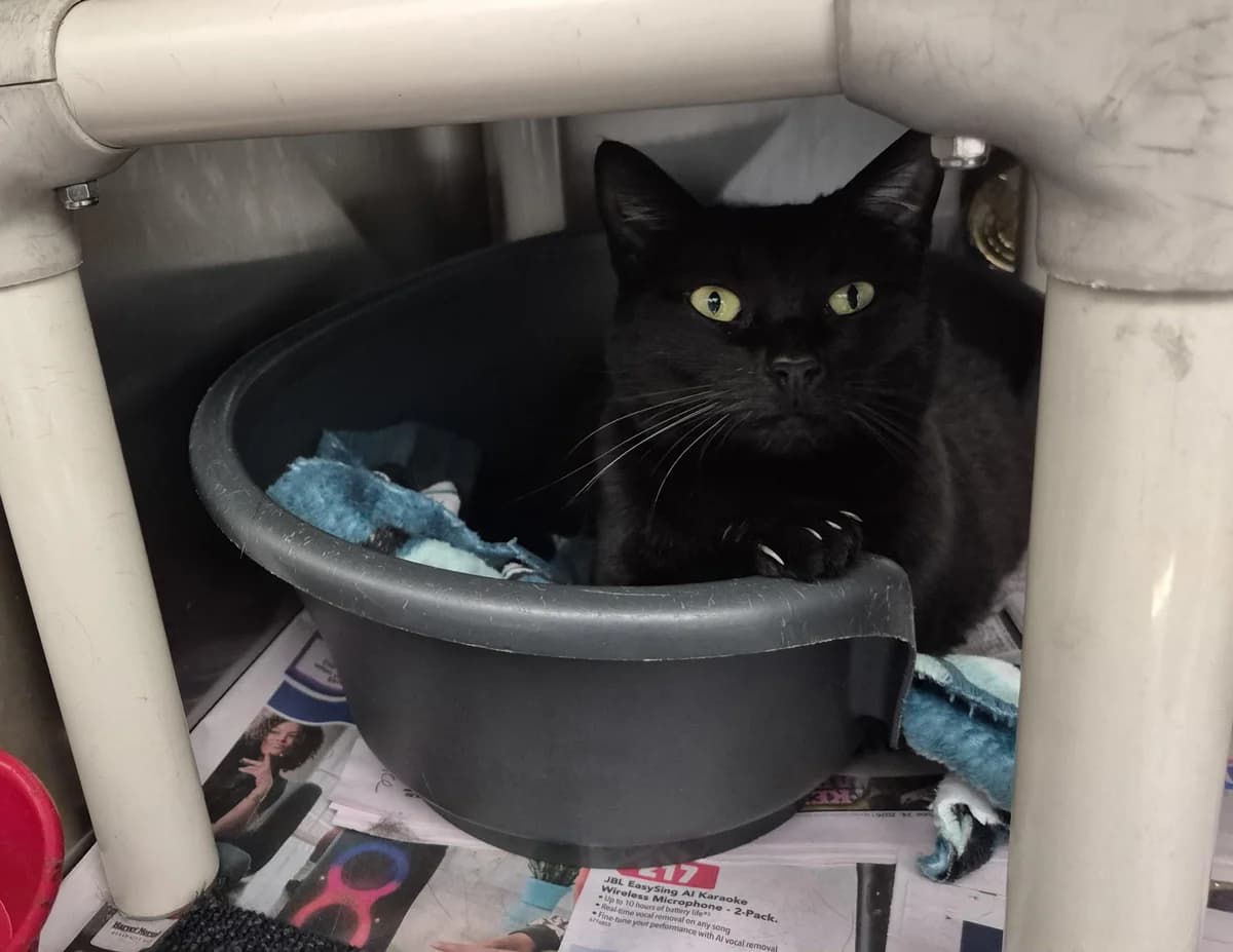 Tulip - Domestic Short Hair cat available for adoption at SPCA New Zealand in Auckland