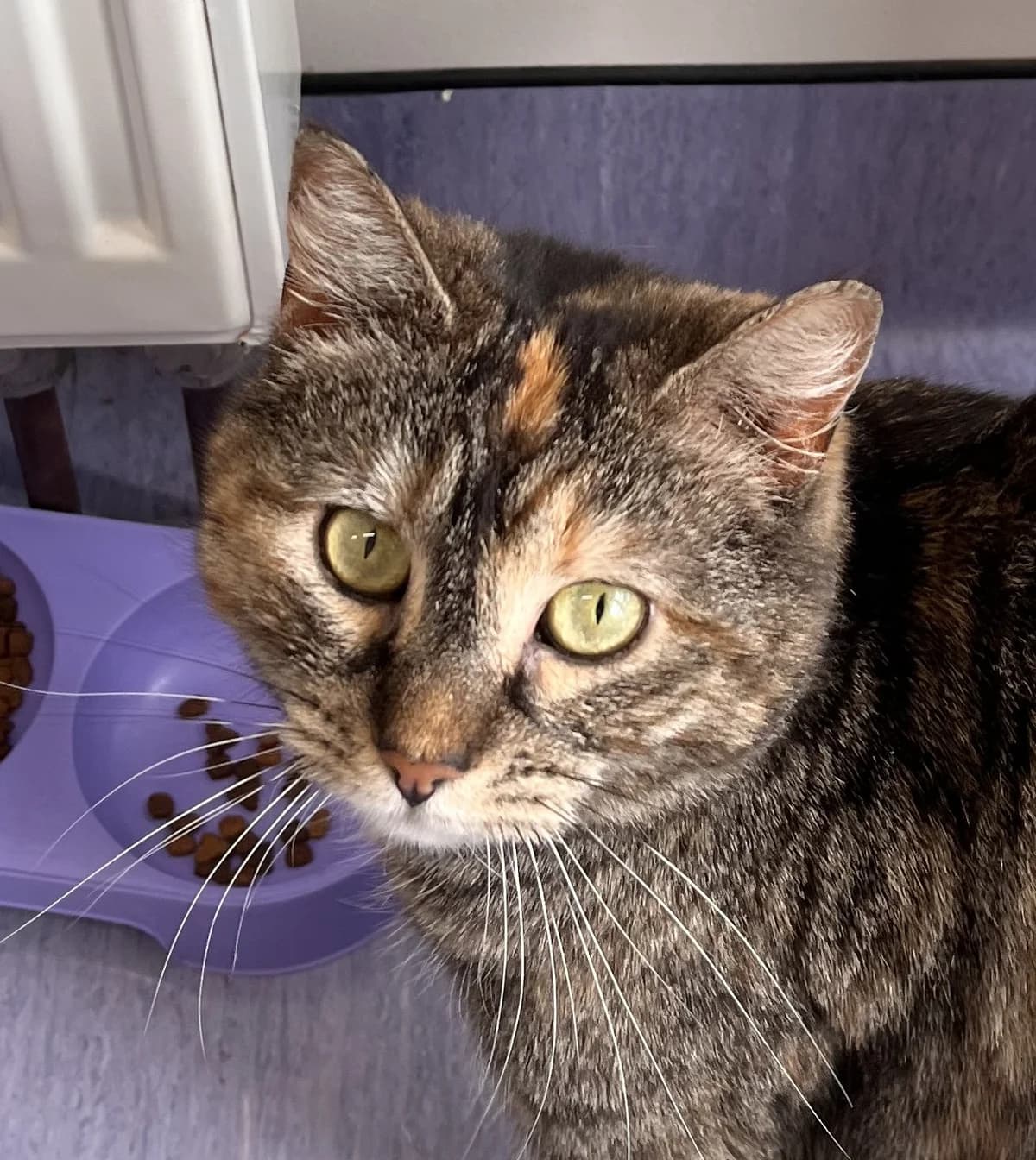 Elora - Domestic Short Hair cat available for adoption at SPCA New Zealand in Wellington