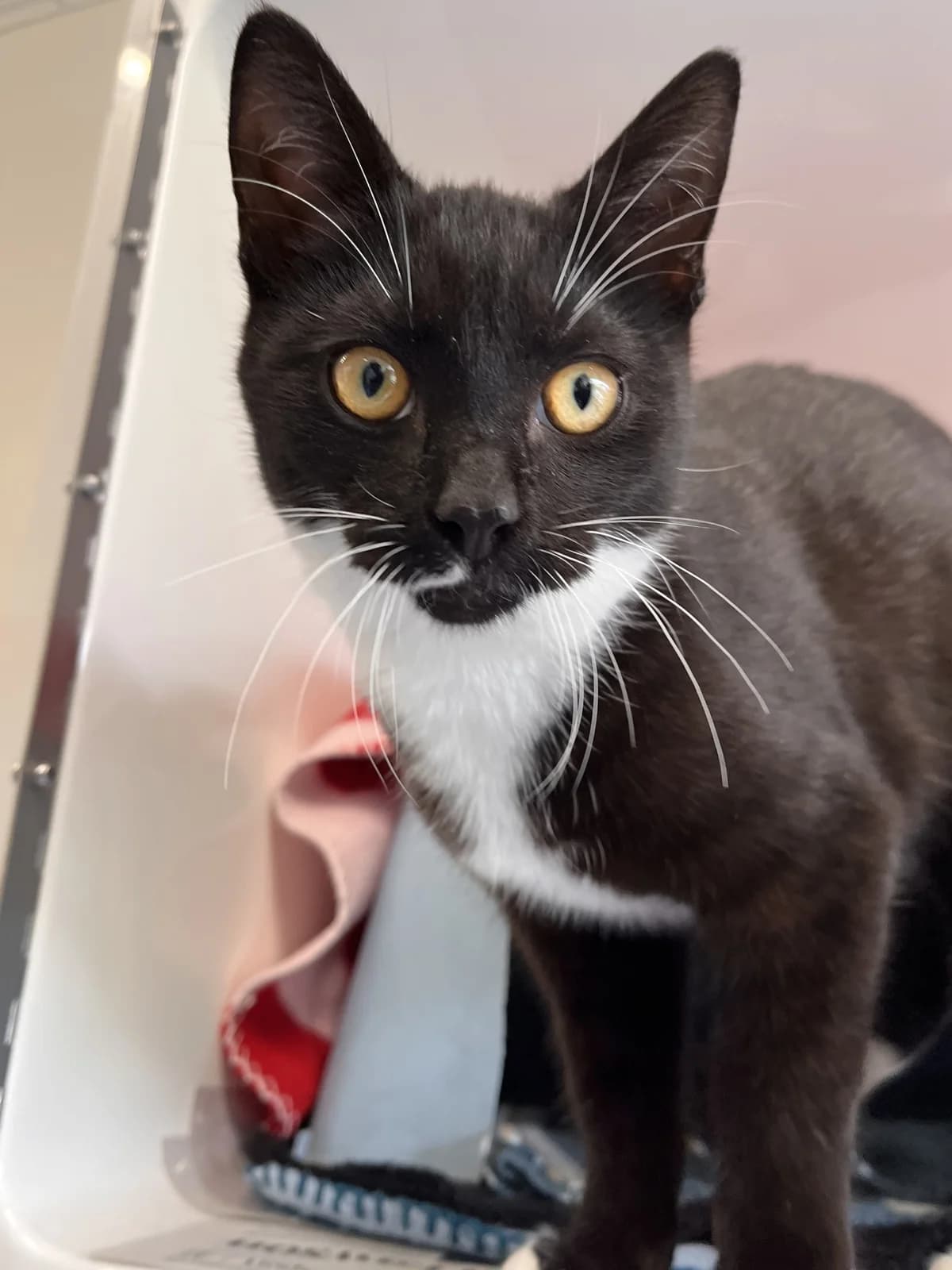 Mr Darcy - Domestic Short Hair cat available for adoption at SPCA New Zealand in Wellington