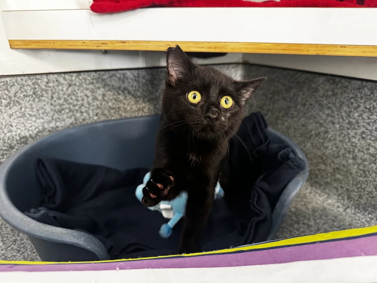 Jackie Sparrow - Domestic Short Hair cat available for adoption in Tauranga