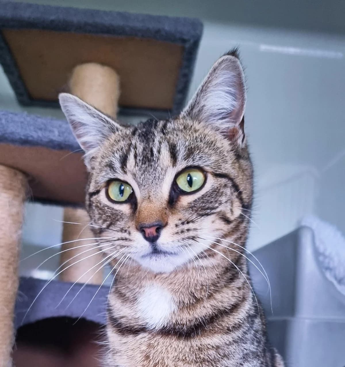 Pumpkin - Domestic Short Hair cat available for adoption at SPCA New Zealand in Gisborne